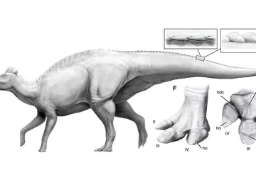 Sensation in der Paläontologie: Dinosaurier mit ...