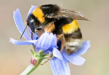 Forscher entdecken den Hauptfaktor für den ...