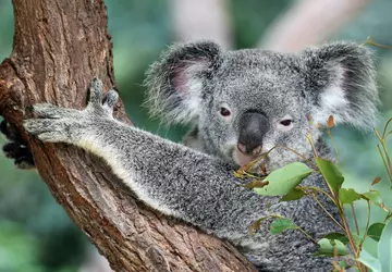 Australien legalisiert polizeiliches "Hacken" von sozialen ...