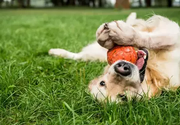 Wissenschaftler entwickeln ein Gerät, das mit ...