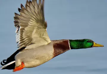 Diesmal nicht: Seriöse Insider entkräften das ...