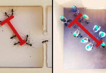 Ameisen gegen Menschen: Experiment zeigt, wer ...