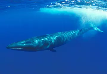 Japan erlaubt die Jagd auf gefährdete ...