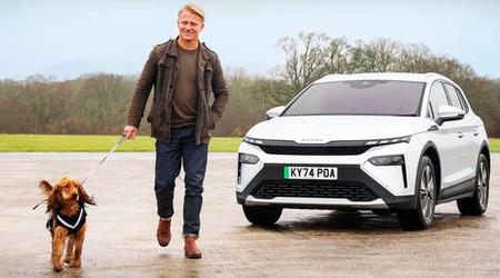 Hunde entscheiden sich für Elektroautos: Studie belegt weniger stressige Fahrten