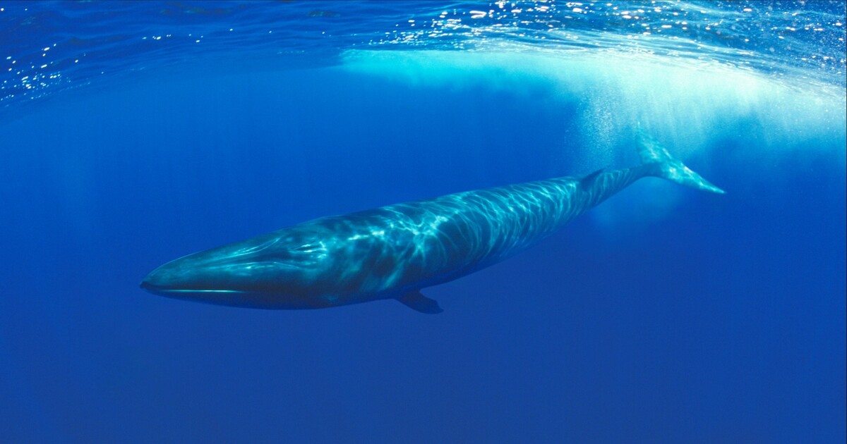 Japan erlaubt die Jagd auf gefährdete Flossenfische