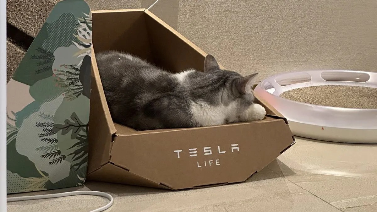 Es sieht so aus, als hätte Tesla das Design einer Katzenliege im "Cybertruck-Stil" von einer taiwanesischen Firma gestohlen Es sieht so aus, als hätte Tesla das Design einer Katzenliege im "Cybertruck-Stil" von einer taiwanesischen Firma gestohlen