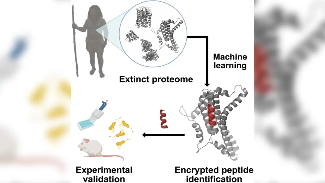 KI hat antimikrobielle Moleküle aus dem Neandertal wieder zum Leben erweckt, um Superbakterien zu bekämpfen-2 KI hat antimikrobielle Moleküle aus dem Neandertal wieder zum Leben erweckt, um Superbakterien zu bekämpfen-2