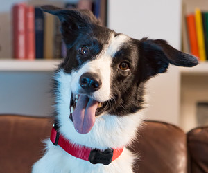 FitBark GPS-Hunde-Tracker, Gesundheits- und Standort-Tracking-Smart-Halsbandgerät Bewertung