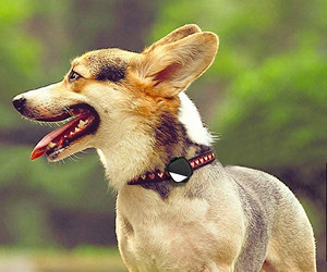 PetFon Pet GPS Echtzeit-Tracking-Halsbandgerät Bewertung