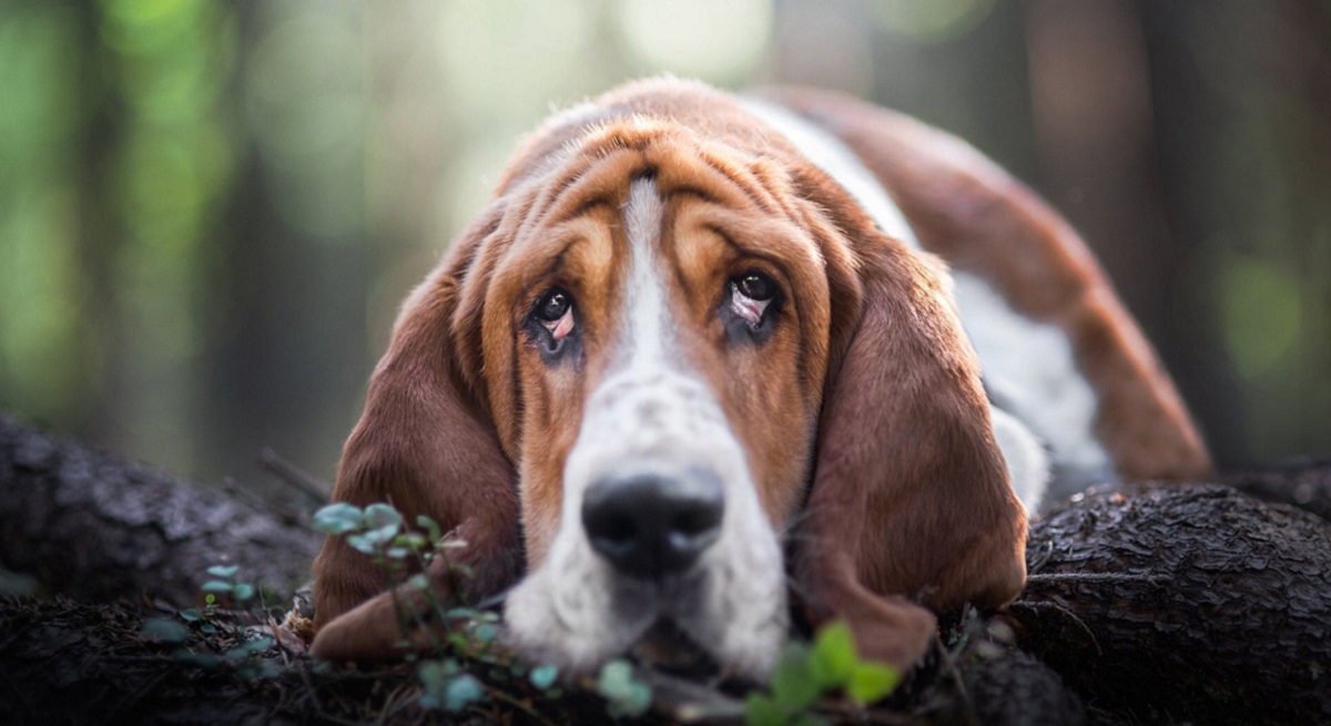 Hunde werden sich nicht mehr langweilen! Wissenschaftler haben eine Spielplattform entwickelt, um vierbeinige Spieler zu unterhalten Hunde werden sich nicht mehr langweilen! Wissenschaftler haben eine Spielplattform entwickelt, um vierbeinige Spieler zu unterhalten