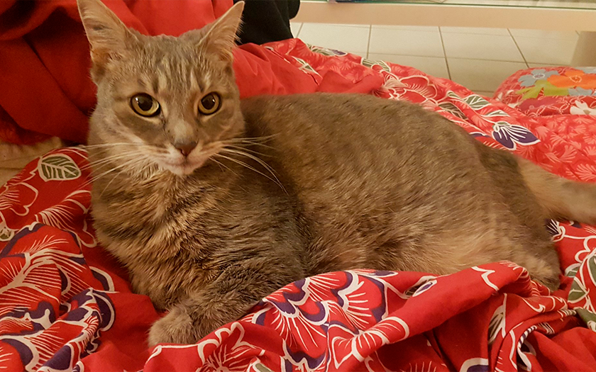 Die Geschichte von Stray: Wie eine Katze aus einer Cyberstadt zur Entdeckung des Jahres wurde und die Spieleindustrie beeinflusste-77 Die Geschichte von Stray: Wie eine Katze aus einer Cyberstadt zur Entdeckung des Jahres wurde und die Spieleindustrie beeinflusste-77