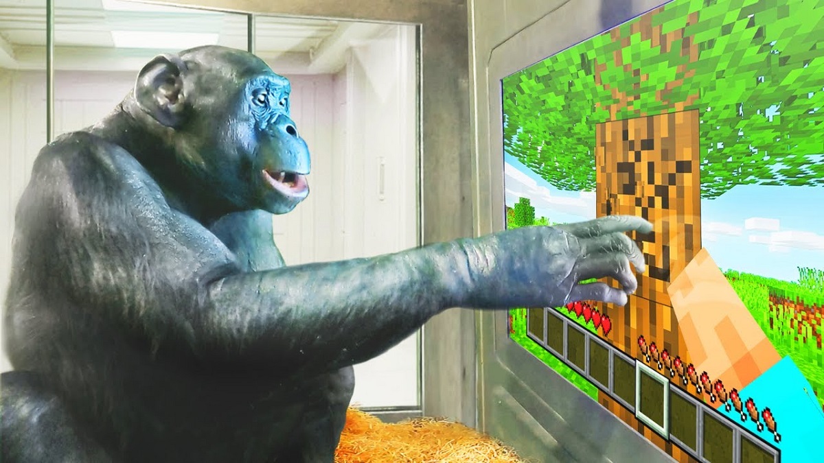 Ein Affe spielt Minecraft - und das ist kein Scherz! Ein atemberaubendes Video vom Gameplay eines Schimpansen ist veröffentlicht worden Ein Affe spielt Minecraft - und das ist kein Scherz! Ein atemberaubendes Video vom Gameplay eines Schimpansen ist veröffentlicht worden