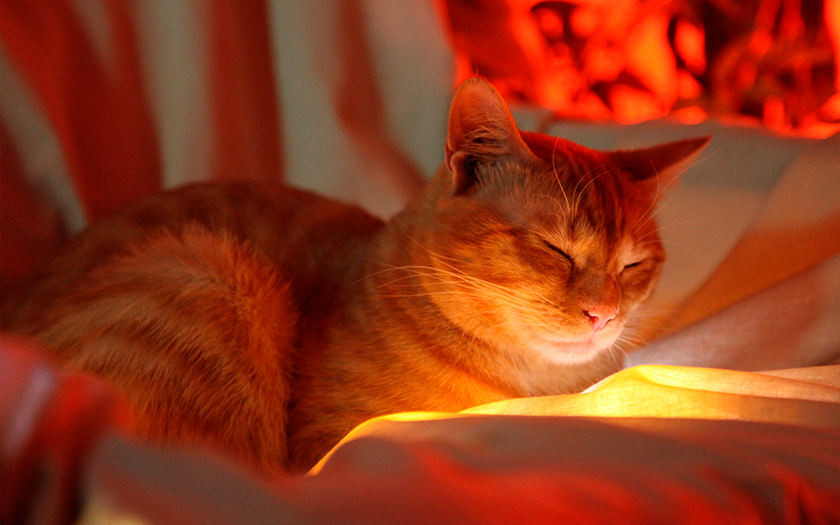 Die Geschichte von Stray: Wie eine Katze aus einer Cyberstadt zur Entdeckung des Jahres wurde und die Spieleindustrie beeinflusste-73 Die Geschichte von Stray: Wie eine Katze aus einer Cyberstadt zur Entdeckung des Jahres wurde und die Spieleindustrie beeinflusste-73