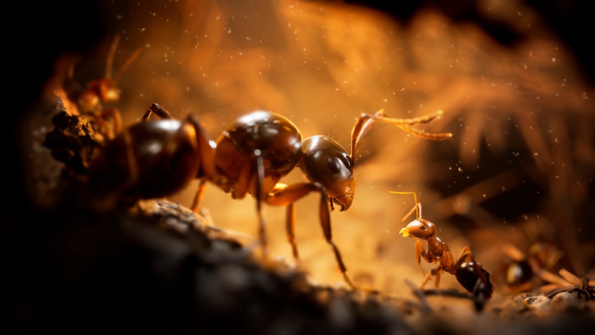 Werden Sie der 103. 683.! Das Veröffentlichungsdatum von Empire of the Ants, einem ultra-realistischen Strategiespiel in einer ungewöhnlichen Umgebung, wurde bekannt gegeben Werden Sie der 103. 683.! Das Veröffentlichungsdatum von Empire of the Ants, einem ultra-realistischen Strategiespiel in einer ungewöhnlichen Umgebung, wurde bekannt gegeben