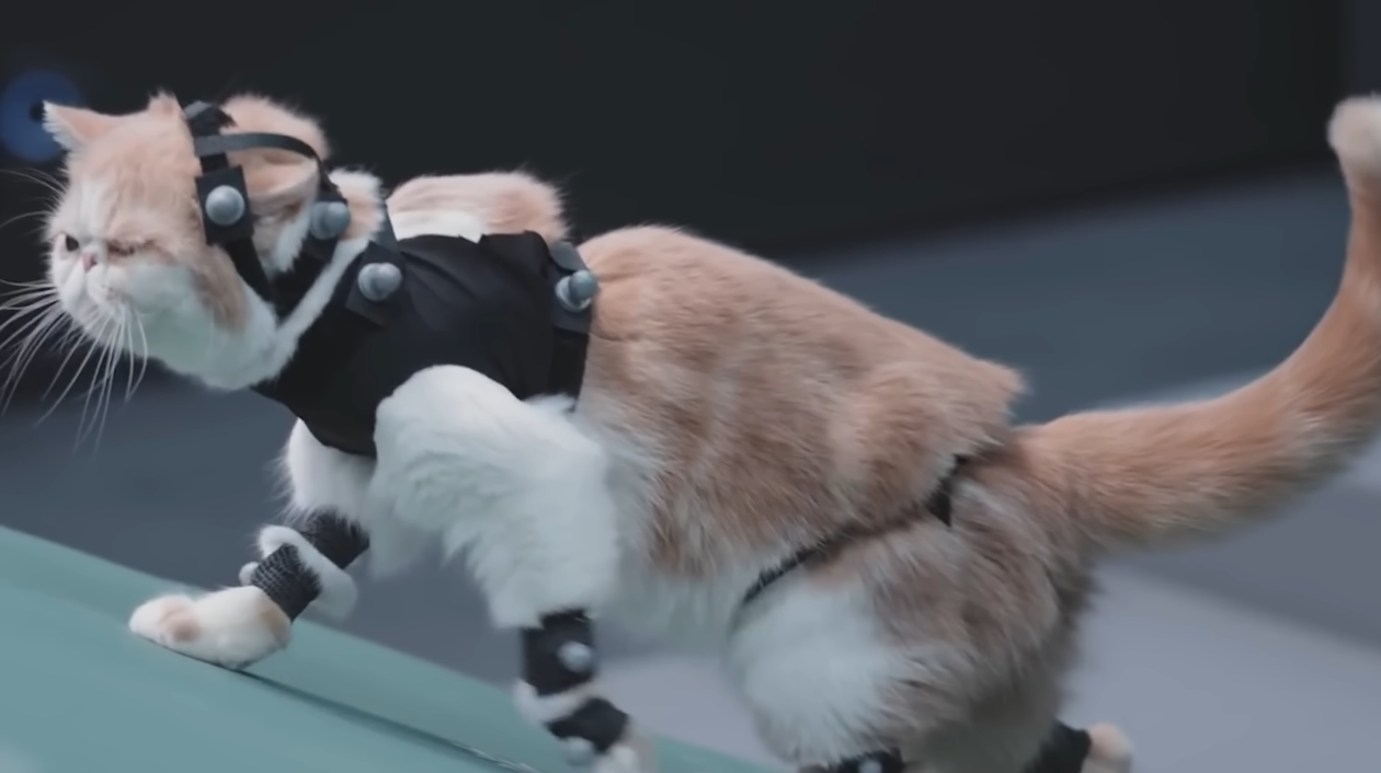 Die Geschichte von Stray: Wie eine Katze aus einer Cyberstadt zur Entdeckung des Jahres wurde und die Spieleindustrie beeinflusste-76 Die Geschichte von Stray: Wie eine Katze aus einer Cyberstadt zur Entdeckung des Jahres wurde und die Spieleindustrie beeinflusste-76